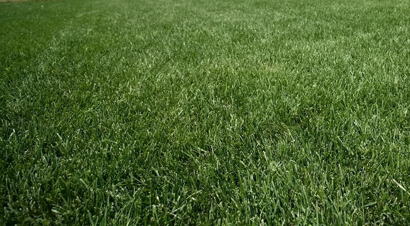 types of golf course grass